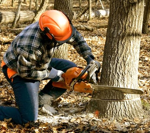 Tree Removal in Milo, ME